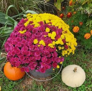 Meet your Posher, Sue